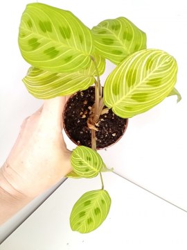 Маранта Light Veins 10102022 мал